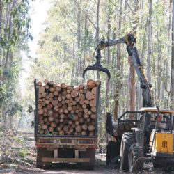 MASISA – Alta performance en el cuidado del medio ambiente