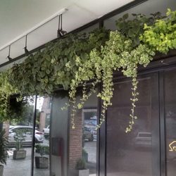 Jardines verticales naturales para locales gastronómicos – Tapioca – Alles Grün
